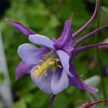 Akelei (Aquilegia caerulea) EARLYBIRD Purple Blue