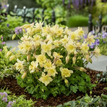 Akelei (Aquilegia caerulea) EARLYBIRD Yellow