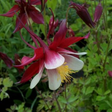 Akelei (Aquilegia cultorum) Crimson Star