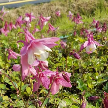 Akelei (Aquilegia flabellata) SPRING MAGIC Rose White