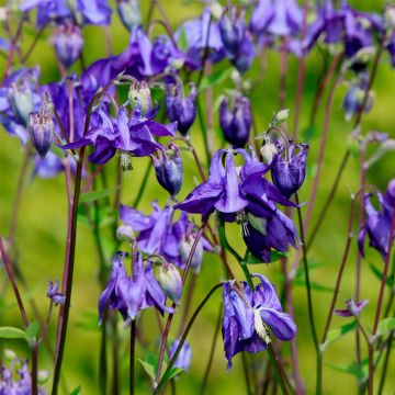 Gemeine Akelei (Aquilegia vulgaris)