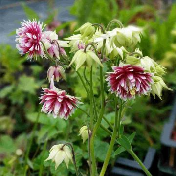 Gefüllte Akelei (Aquilegia vulgaris plena) Nora Barlow