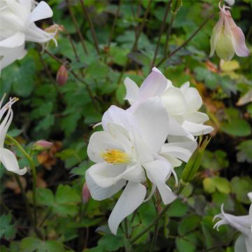 Akelei (Aquilegia x caerulea) SPRING MAGIC White