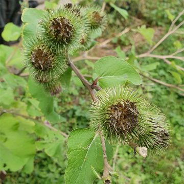 Große Klette (Arctium lappa) 