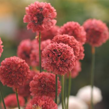 Strand-Grasnelke (Armeria pseudarmeria) BALLERINA Red