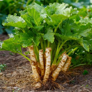 Meerrettich (Armoracia rusticana) Kren