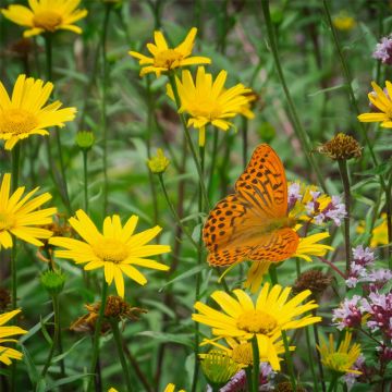 Arnika / Bergwohlsein (Arnica montana) 