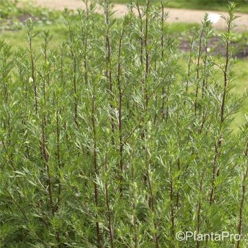 Beifuß (Artemisia vulgaris) 