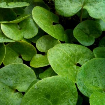 Haselwurz (Asarum europaeum) 