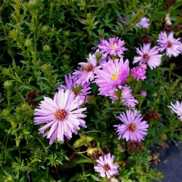 Kissenaster (Aster dumosus) Herbstgruß vom Bresserhof
