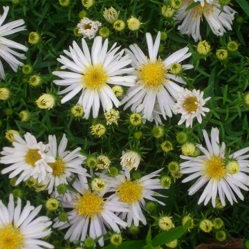 Kissenaster (Aster dumosus) Schneekissen
