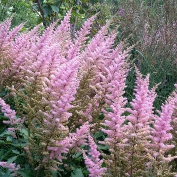 Zwerg-Prachtspiere (Astilbe chinensis var. pumila) 