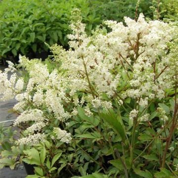 Prachtspiere (Astilbe x arendsii) Astary White