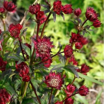 Große Sterndolde (Astrantia major) Moulin Rouge®