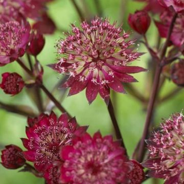 Große Sterndolde (Astrantia major) Star of Love