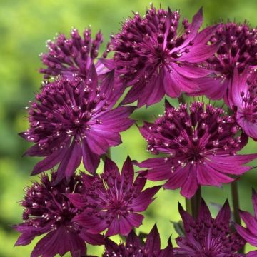 Große Sterndolde (Astrantia major) Venice