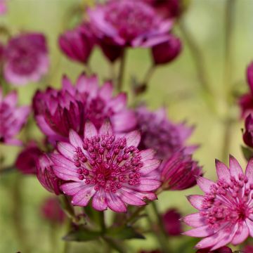 Große Sterndolde (Astrantia major) Cerise Button