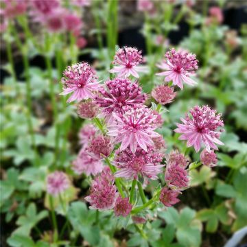 Große Sterndolde (Astrantia major) Roma