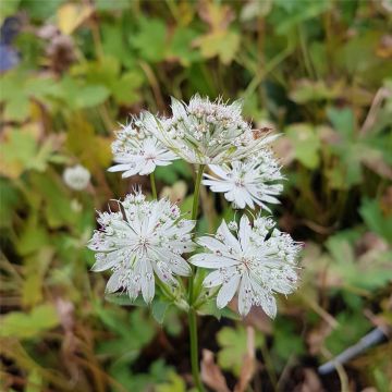 Große Sterndolde (Astrantia major) Snow Star