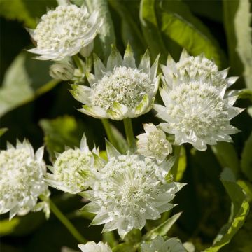 Große Sterndolde (Astrantia major) White Angel