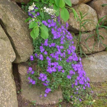 Blaukissen Cascade