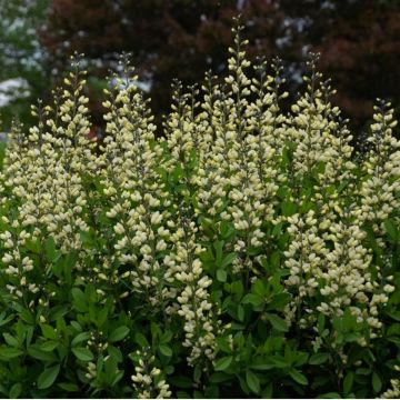 Indigo-Lupine (Baptisia) Decadence Vanilla Cream