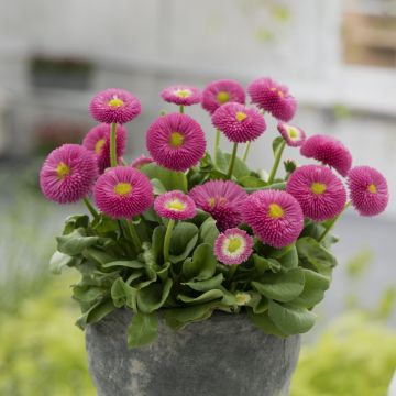 Gefülltes Gänseblümchen (Bellis perennis) Bella Rose