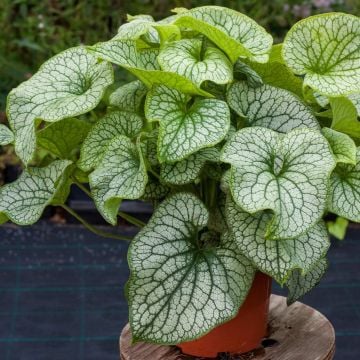 Silbriges Kaukasusvergissmeinnicht (Brunnera macrophylla) Alexander's Great