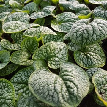 Silbriges Kaukasusvergissmeinnicht (Brunnera macrophylla) Sea Heart