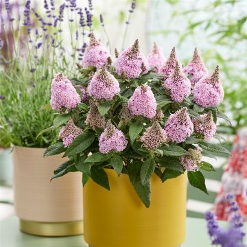 Zwergschmetterlingsflieder (Buddleja davidii) LITTLE ROCKSTARS Pink