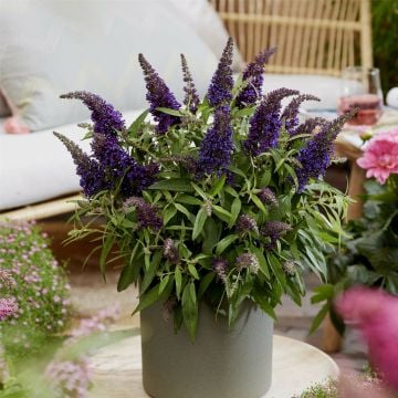 Zwerg-Schmetterlingsflieder (Buddleja davidii) BUTTERFLY CANDY Little Purple