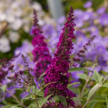 Zwerg-Schmetterlingsflieder (Buddleja davidii) BUZZ Buddleia Magenta