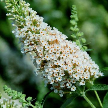 Zwerg-Schmetterlingsflieder (Buddleja davidii) BUZZ Buddleia Ivory