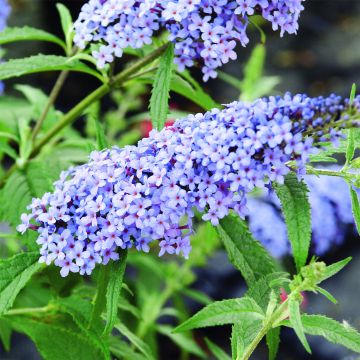 Zwerg-Schmetterlingsflieder (Buddleja davidii) BUZZ Improved Sky Blue