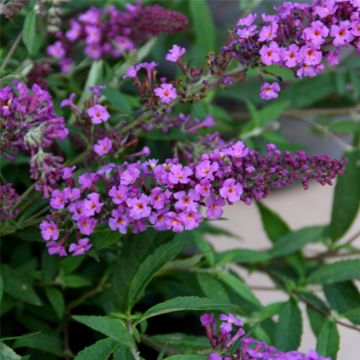 Zwerg-Schmetterlingsflieder (Buddleja davidii) FREE PETITE Dark Pink