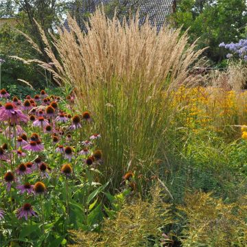 Hohes Reitgras (Calamagrostis acutiflora) Karl Foerster