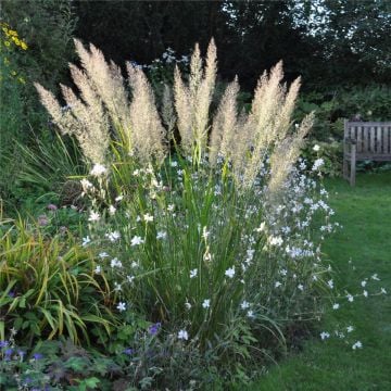 Diamant-Reitgras (Calamagrostis brachytricha) 