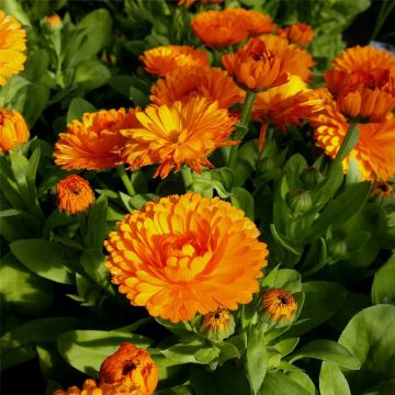 Echte Ringelblume (Calendula officinalis)