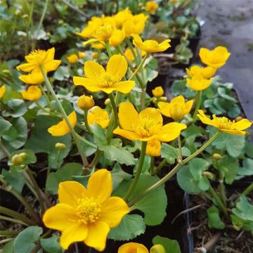 Sumpfdotterblume (Caltha palustris) 