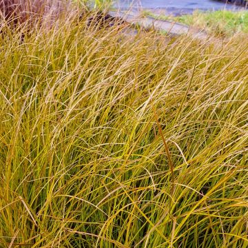 Rote Segge (Carex testacea) Prairie Fire