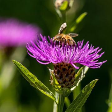 Wiesen-Flockenblume (Centaurea jacea) 