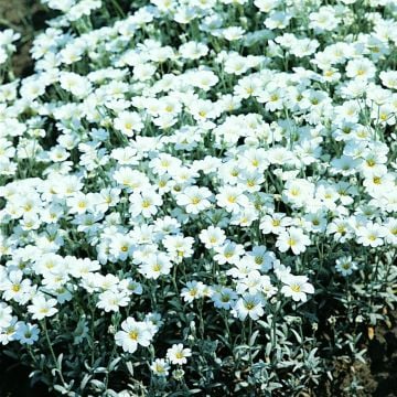 Filziges Hornkraut (Cerastium tomentosum) Silver White