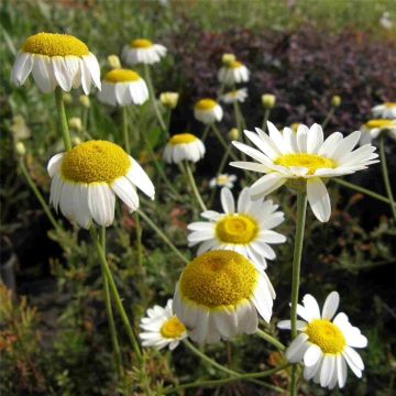 Echte Kamille (Chamomilla recutita / Matricaria chamomilla) 