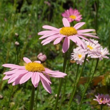 Rosa Strauchmargerite (Chrysanthemum coccineum) Robinson Rosa