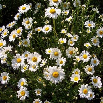 Hohe Margerite (Chrysanthemum leucanthemum) May Queen / Maikönigin