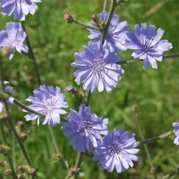 Wegwarte (Cichorium intybus) 