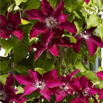 Waldrebe (Clematis) Gina Garland Evipo092
