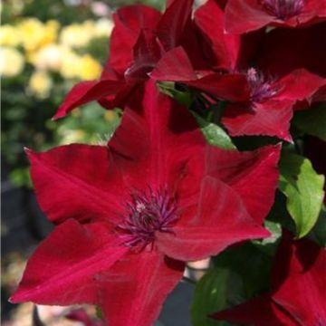 Waldrebe (Clematis) Nubia Boulevard Evipo079