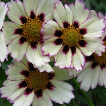 Mädchenauge (Coreopsis) LI'L BANG Star Cluster®