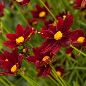 Mädchenauge (Coreopsis) LIL'L BANG Red Elf®